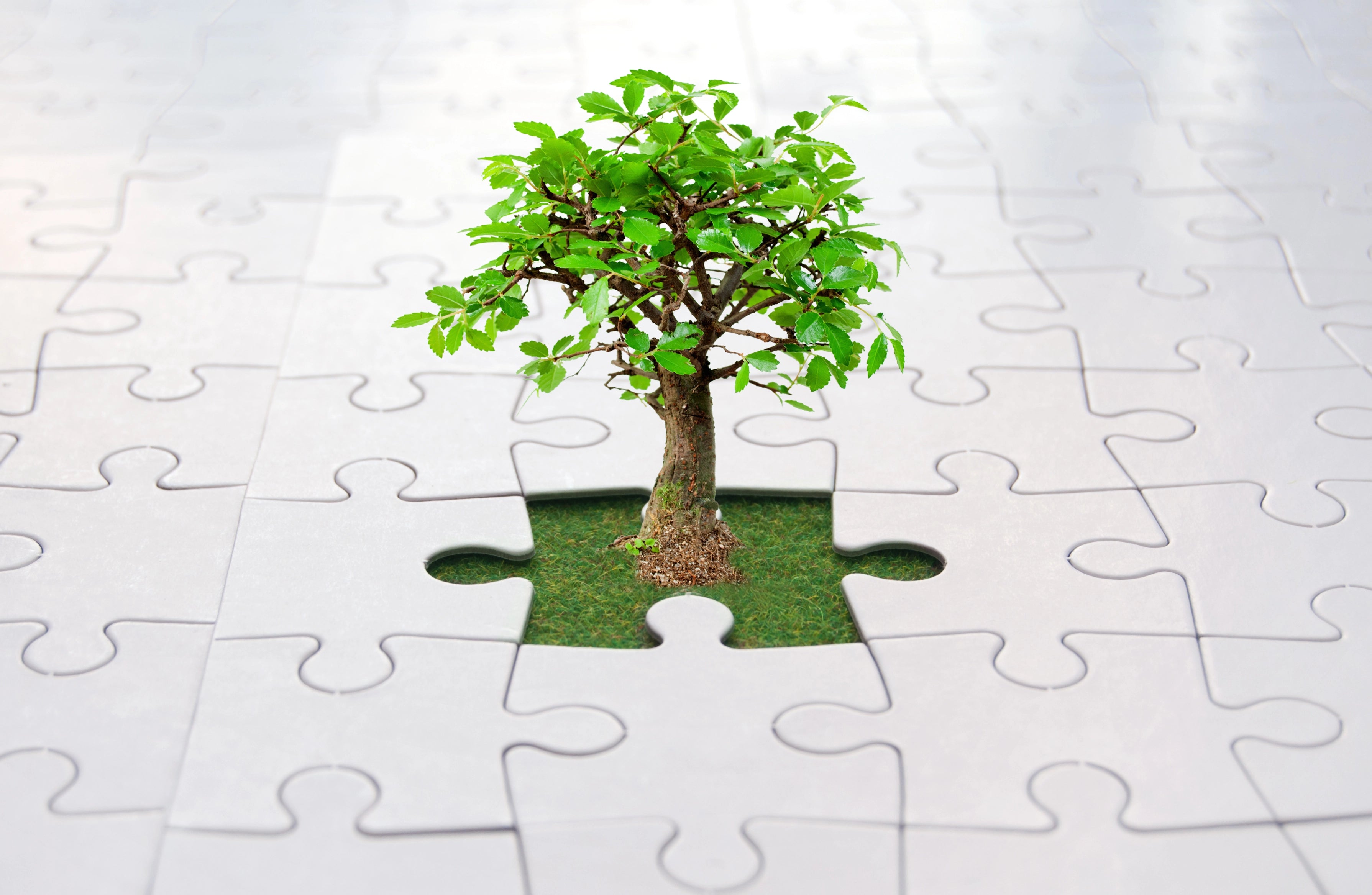 A tree grows through a missing puzzle piece in a white jigsaw puzzle